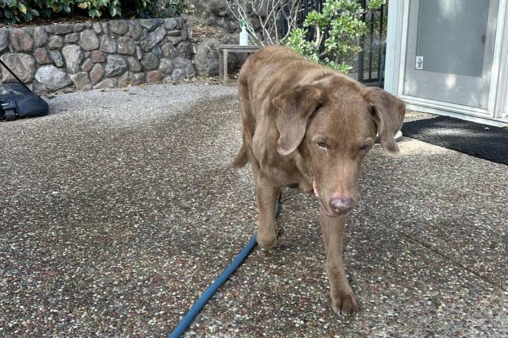 Un Chesapeake Bay Retriever sur une surface bétonnée et qui est tenu en laisse 