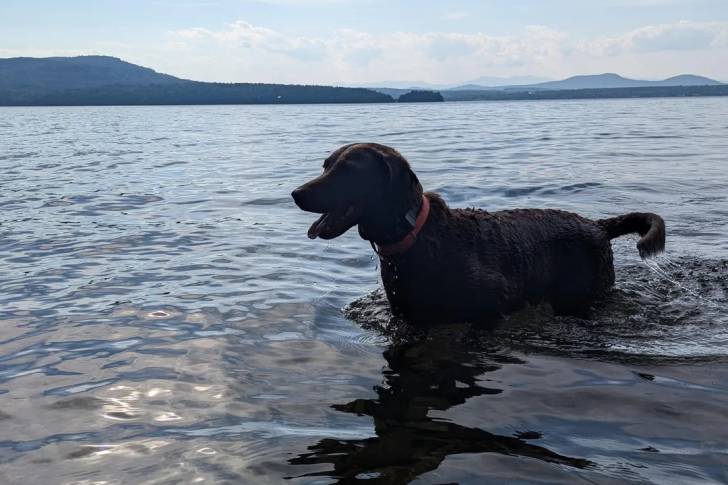 Un Chesapeake Bay Retriever dans l'eau et portant un collier autour du cou