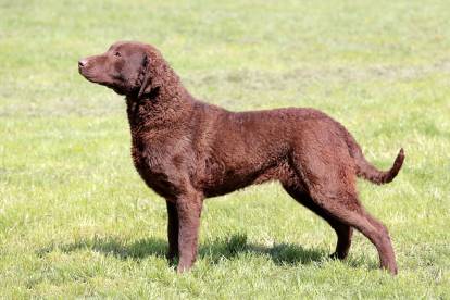 Pelage du Chesapeake Bay Retriever
