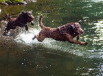 Retriever de la baie de Chesapeake - Chesapeake Bay Retriever