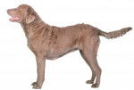 Photo Chesapeake Bay Retriever
