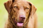 Photo Chesapeake Bay Retriever