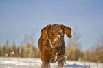 Photo Chesapeake Bay Retriever