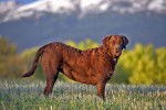 Photo Chesapeake Bay Retriever