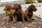Photo Chesapeake Bay Retriever