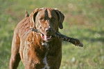 Photo Chesapeake Bay Retriever