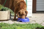 Photo Chesapeake Bay Retriever