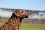 Photo Chesapeake Bay Retriever