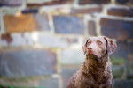 Photo Chesapeake Bay Retriever
