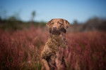 Photo Chesapeake Bay Retriever