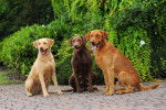 Photo Chesapeake Bay Retriever