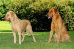 Photo Chesapeake Bay Retriever