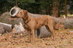Photo Chesapeake Bay Retriever