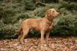 Un Chesapeake Bay Retriever brun dans une forêt