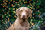 Photo Chesapeake Bay Retriever