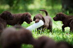 Photo Chesapeake Bay Retriever