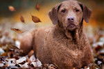 Photo Chesapeake Bay Retriever