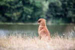 Photo Chesapeake Bay Retriever