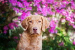 Photo Chesapeake Bay Retriever