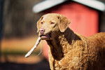 Photo Chesapeake Bay Retriever