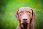 Photo Chesapeake Bay Retriever