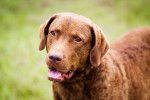 Photo Chesapeake Bay Retriever