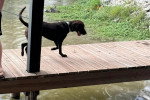Un Chesapeake Bay Retriever marchant sur un ponton en bois et qui est tenu en laisse 