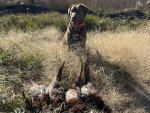 Un Chesapeake Bay Retriever assis sur un terrain herbeux devant quatre faisans morts 