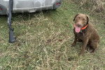 Un Chesapeake Bay Retriever assis sur un terrain herbeux et portant un collier autour du cou
