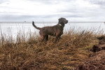 Un Chesapeake Bay Retriever sur un terrain herbeux et portant un collier autour du cou