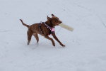Un Chesapeake Bay Retriever sur une surface enneigée et tenant un objet dans sa gueule 