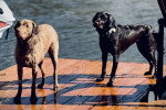 Deux Chesapeake Bay Retriever sur un plancher en bois 