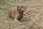 Un Chesapeake Bay Retriever allongé sur un terrain herbeux 