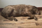 Un Chesapeake Bay Retriever allongé sur un plancher et semblant dormir