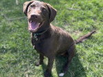 Un Chesapeake Bay Retriever assis sur un terrain herbeux et portant un collier autour du cou