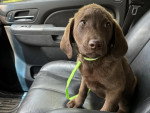 Un Chesapeake Bay Retriever assis sur le siège d'une voiture et qui est tenu en laisse