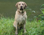 Un Chesapeake Bay Retriever assis sur un terrain herbeux et portant un collier autour du cou