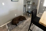 Un Chesapeake Bay Retriever allongé sur un tapis 