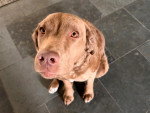 Un Chesapeake Bay Retriever assis sur un sol carrelé 