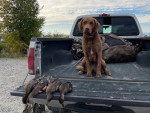 Un Chesapeake Bay Retriever assis dans la benne d'un pick-up devant quatre canards décédés