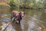 Un Chesapeake Bay Retriever dans l'eau et qui est tenu en laisse 