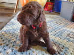 Un chiot Chesapeake Bay Retriever assis sur une table et portant un collier autour du cou 