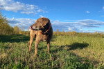 Un Chesapeake Bay Retriever sur une surface herbacée et portant un collier autour du cou