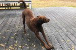 Un Chesapeake Bay Retriever s'etirant sur une terrasse en bois