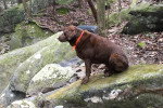 Un Chesapeake Bay Retriever assis sur un rocher et portant un collier autour du cou