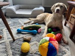 Un Chesapeake Bay Retriever allongé sur un tapis devant des jouets 