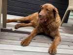 Un Chesapeake Bay Retriever allongé sur un plancher 