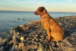 Un Chesapeake Bay Retriever assis sur une surface rocailleuse et portant un collier autour du cou