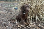 Un chiot Chesapeake Bay Retriever assis sur un terrain herbeux et portant un collier autour du cou