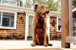 Un Chesapeake Bay Retriever assis sur une terrasse 